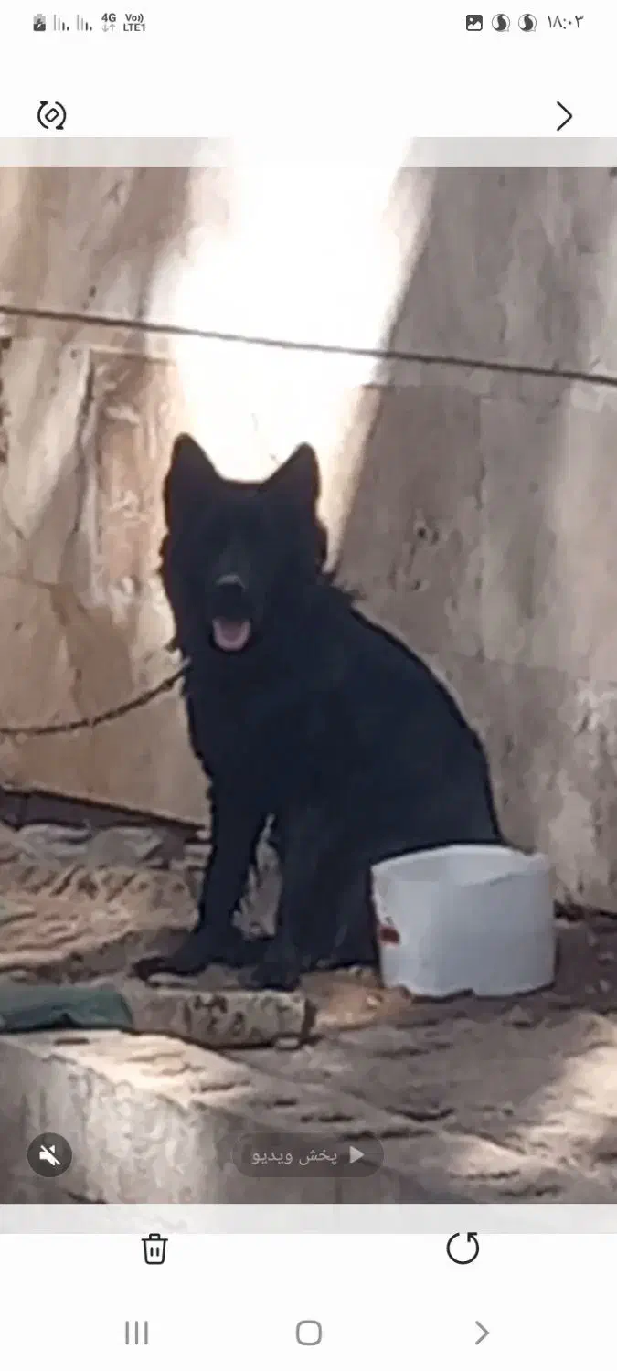 سگ ژرمن بلک|سگ|کرمان, |دیوار