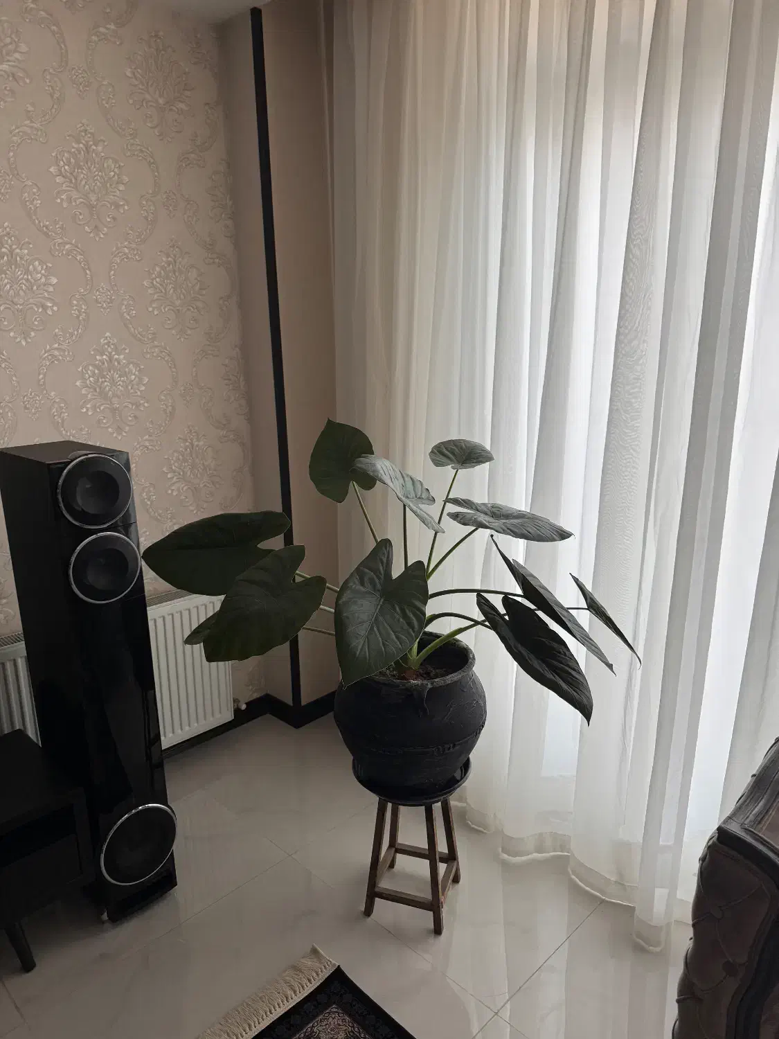 گل و گیاه|گل و گیاه طبیعی|شاهینشهر, طالقانی|دیوار