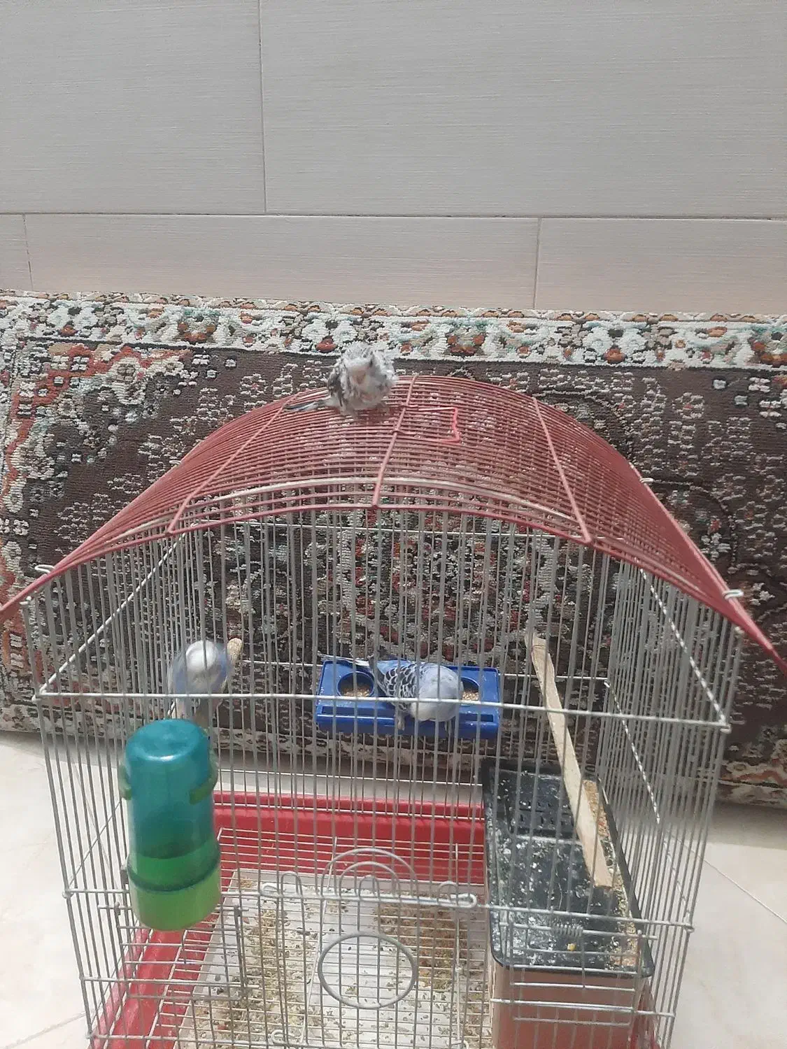 یک جفت مرغ عشق مولد ب همراه جوجشون|پرنده|پاکدشت, حصار امیر|دیوار