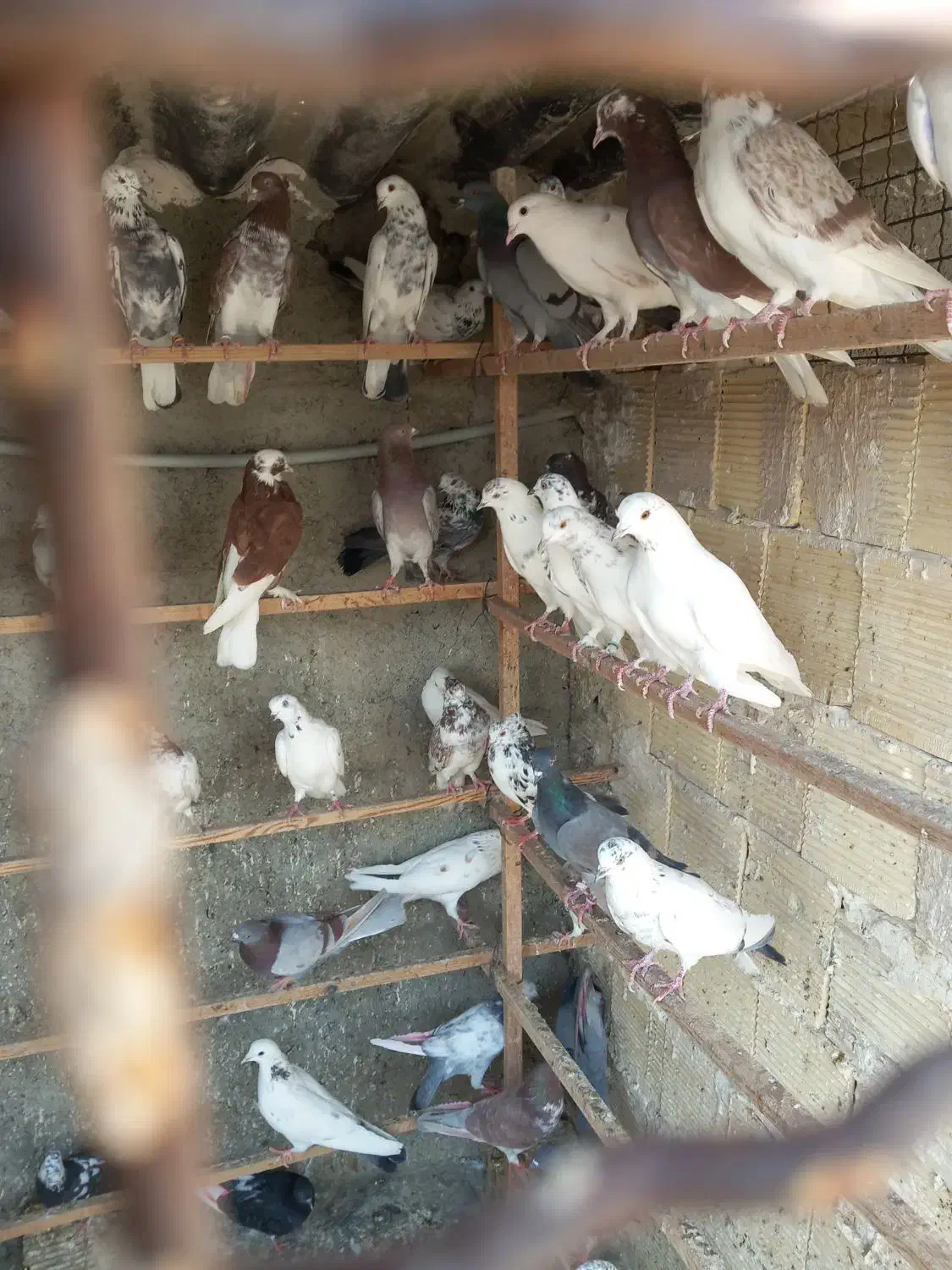 ۵۰طوق کبوتر یا کفتر یکجایی گنجه بر|پرنده|تهران, خلیج فارس|دیوار