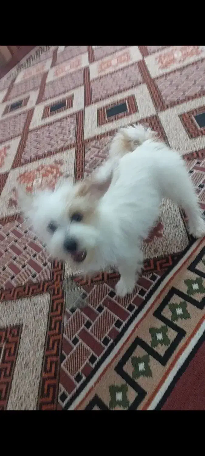 دو عدد سگ پا کوتا گم شد کسی پیدا کرد بگ|حیوانات|کشکوئیه, |دیوار