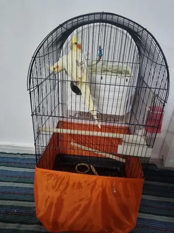 عروس هلندی|پرنده|شهریار, رزکان|دیوار