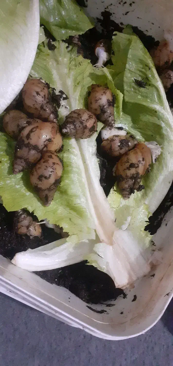 حلزون آلبینو|خزنده|قم, شاه ابراهیم|دیوار