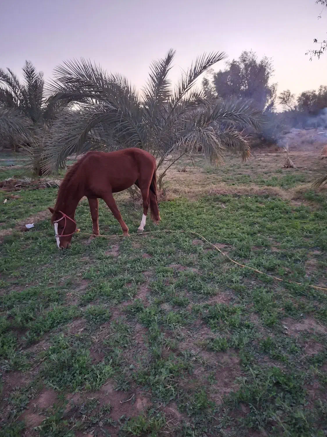 فروش اسب|اسب و تجهیزات اسب‌سواری|بم, |دیوار