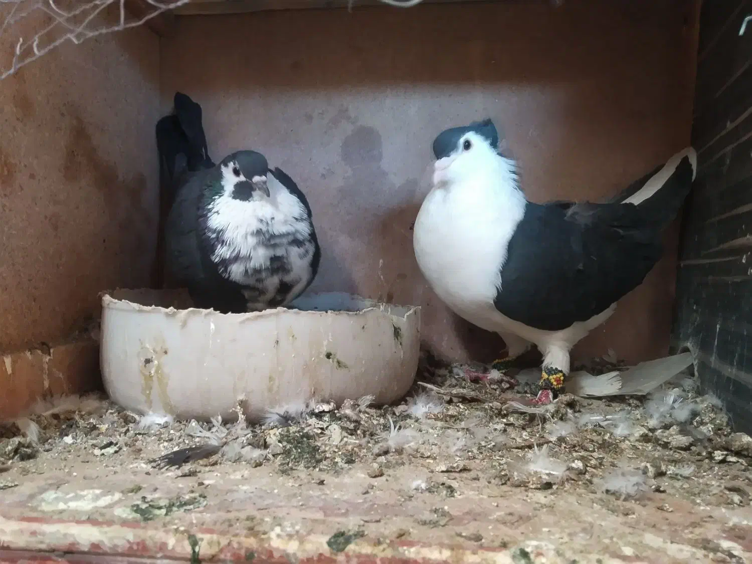 ساده کاکول نره ریش ماده|پرنده|کورین, |دیوار