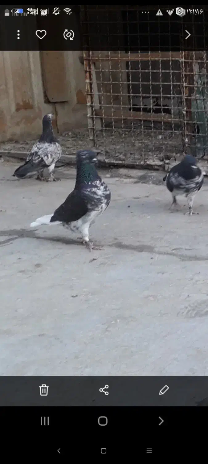 گمشده دوتا عگس دوتا هم هست کفتر کبوتر|حیوانات|قم, بنیاد|دیوار