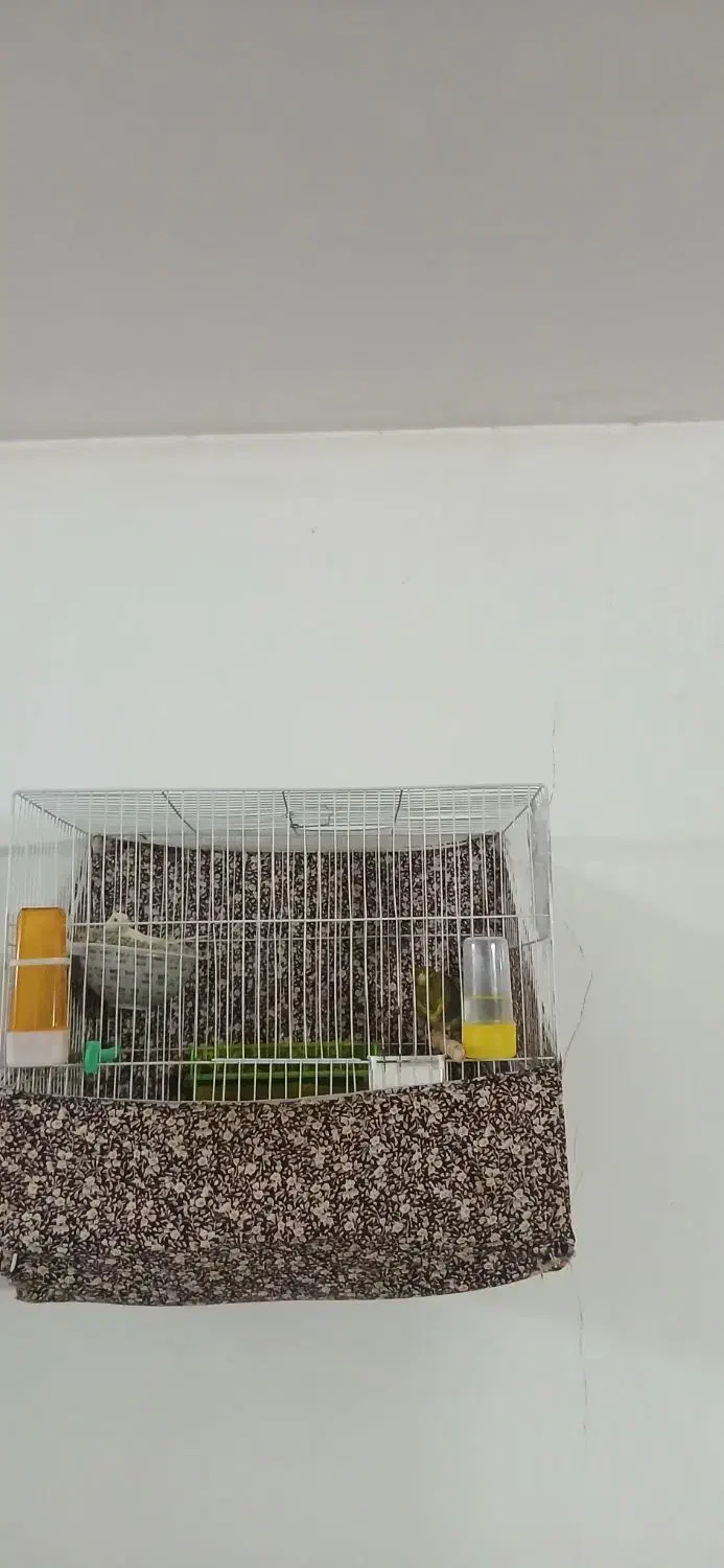 قناری نروماده|پرنده|مشهد, شهید بصیر|دیوار