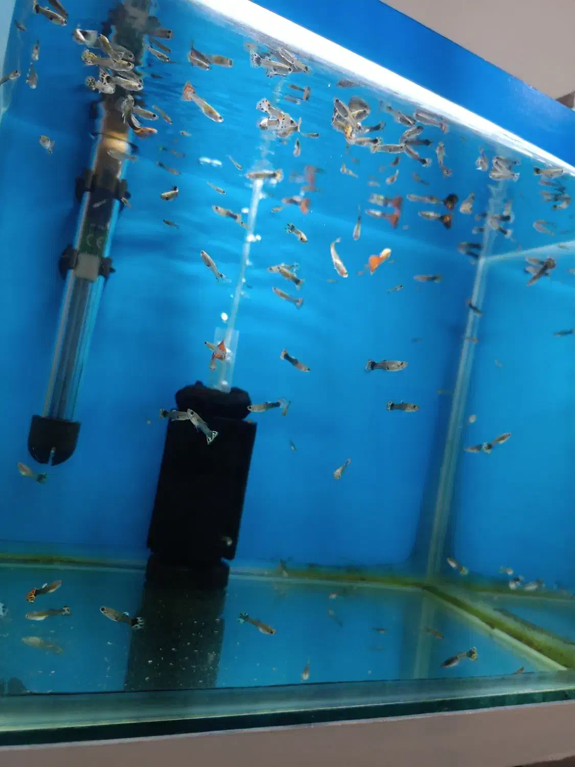 10 تا ماهی گوپی جوون، حراج به دلیل کمبود جا|ماهی|تربت جام, جامی|دیوار