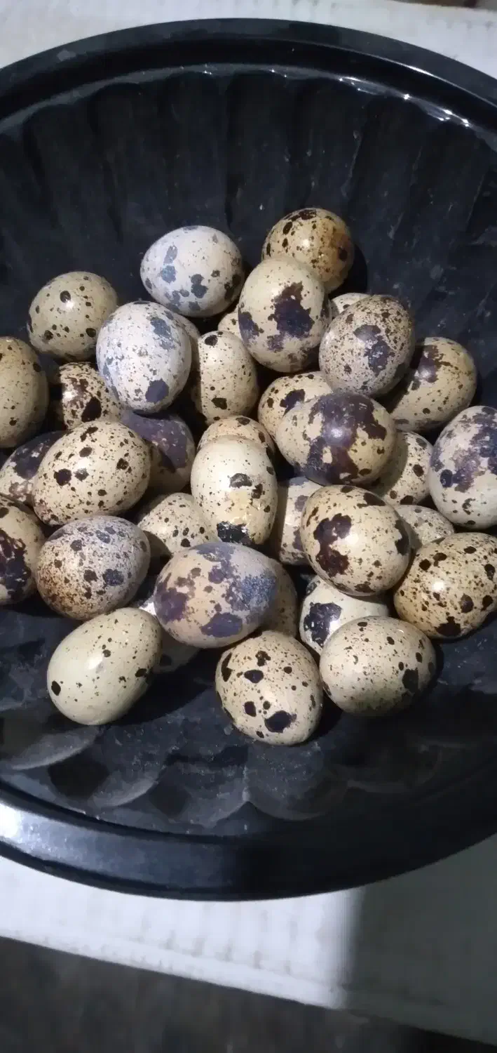 تخم نطفه دار بلدرچین|حیوانات مزرعه|آمل, |دیوار