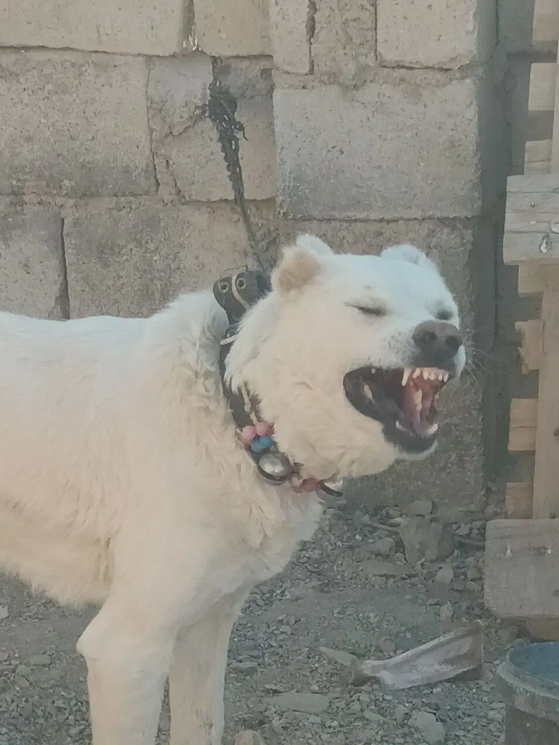 واگذاری سگ خراسانی|سگ|تیران, |دیوار