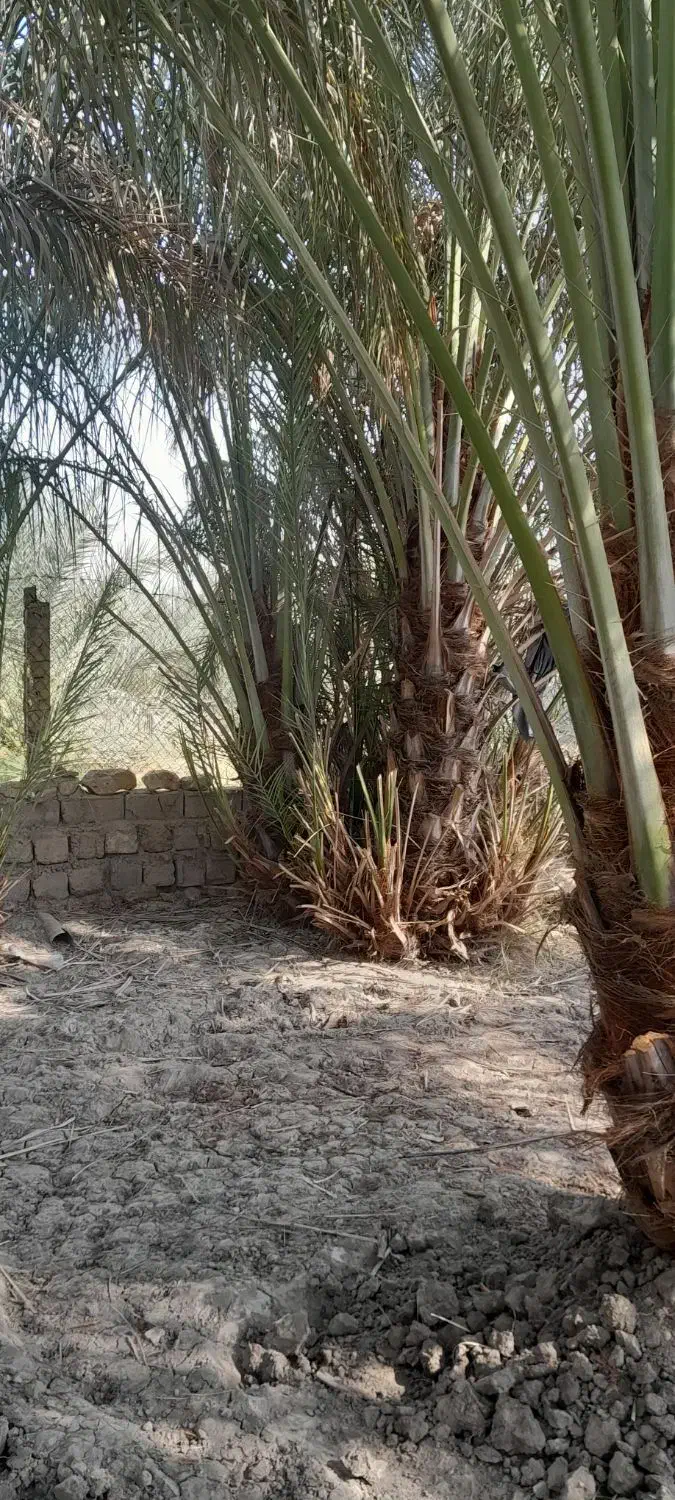 فروش نخل ریش دار|خدمات باغبانی و درختکاری|بهبهان, |دیوار