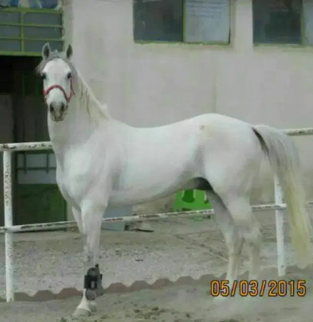 اسب|اسب و تجهیزات اسب‌سواری|گناباد, |دیوار