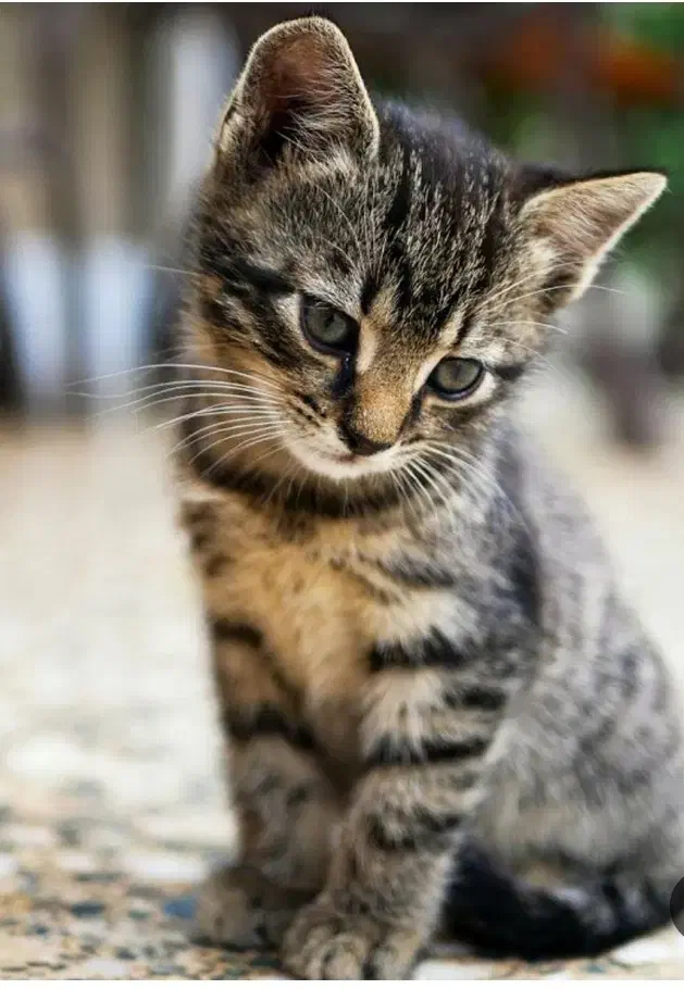 سرپرستی قبول میکنم|حیوانات|قم, ولیعصر|دیوار