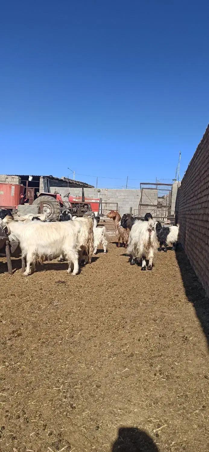 بز کردی مهابادی اصل|حیوانات مزرعه|بسطام, |دیوار