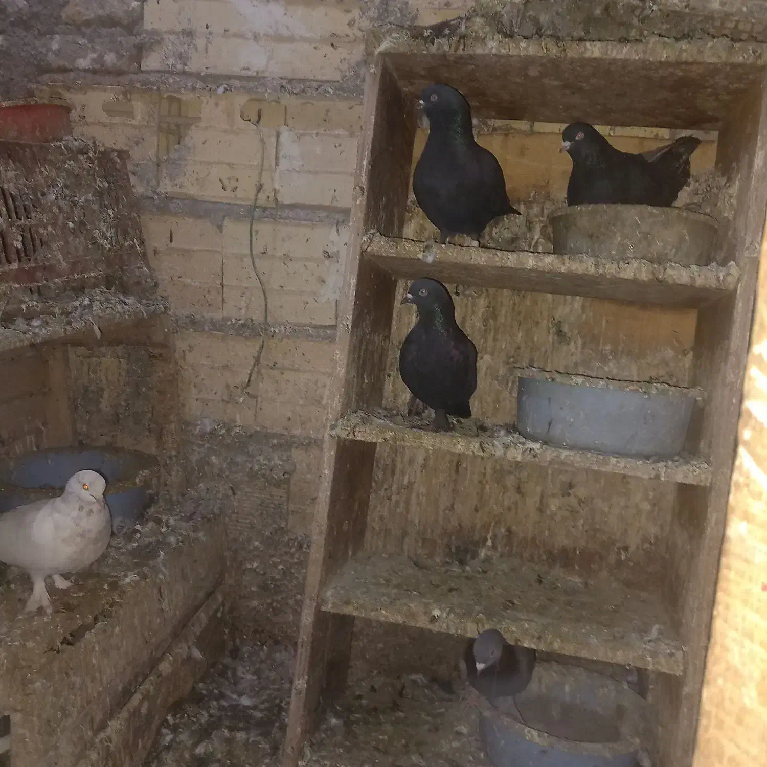 کبوتر|پرنده|تبریز, |دیوار