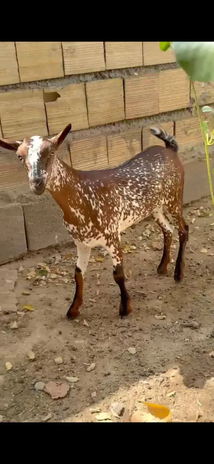 وارداتی|حیوانات مزرعه|شهرضا, |دیوار