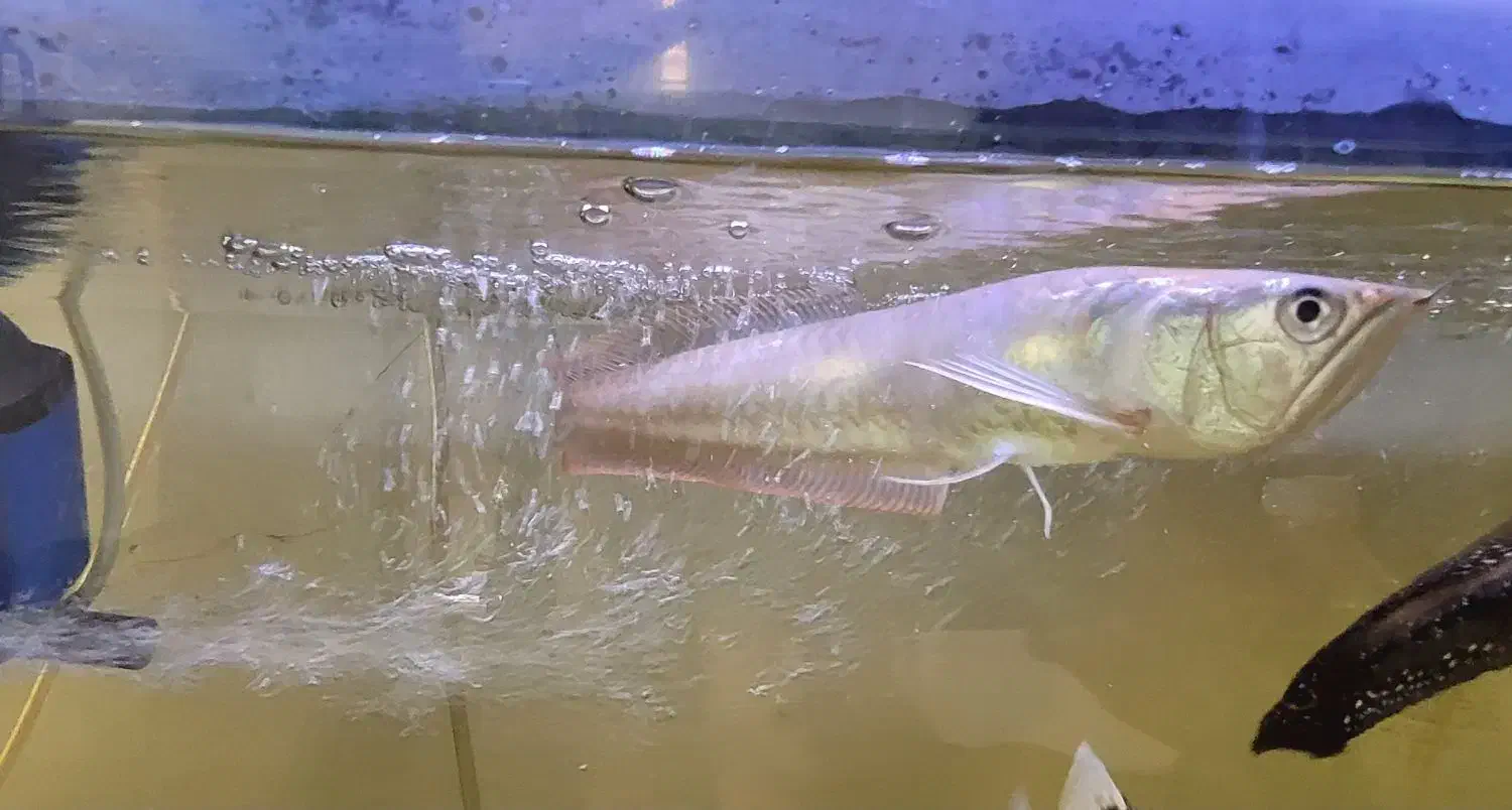 آروانا سیلور|ماهی|فردیس, نگارستان|دیوار