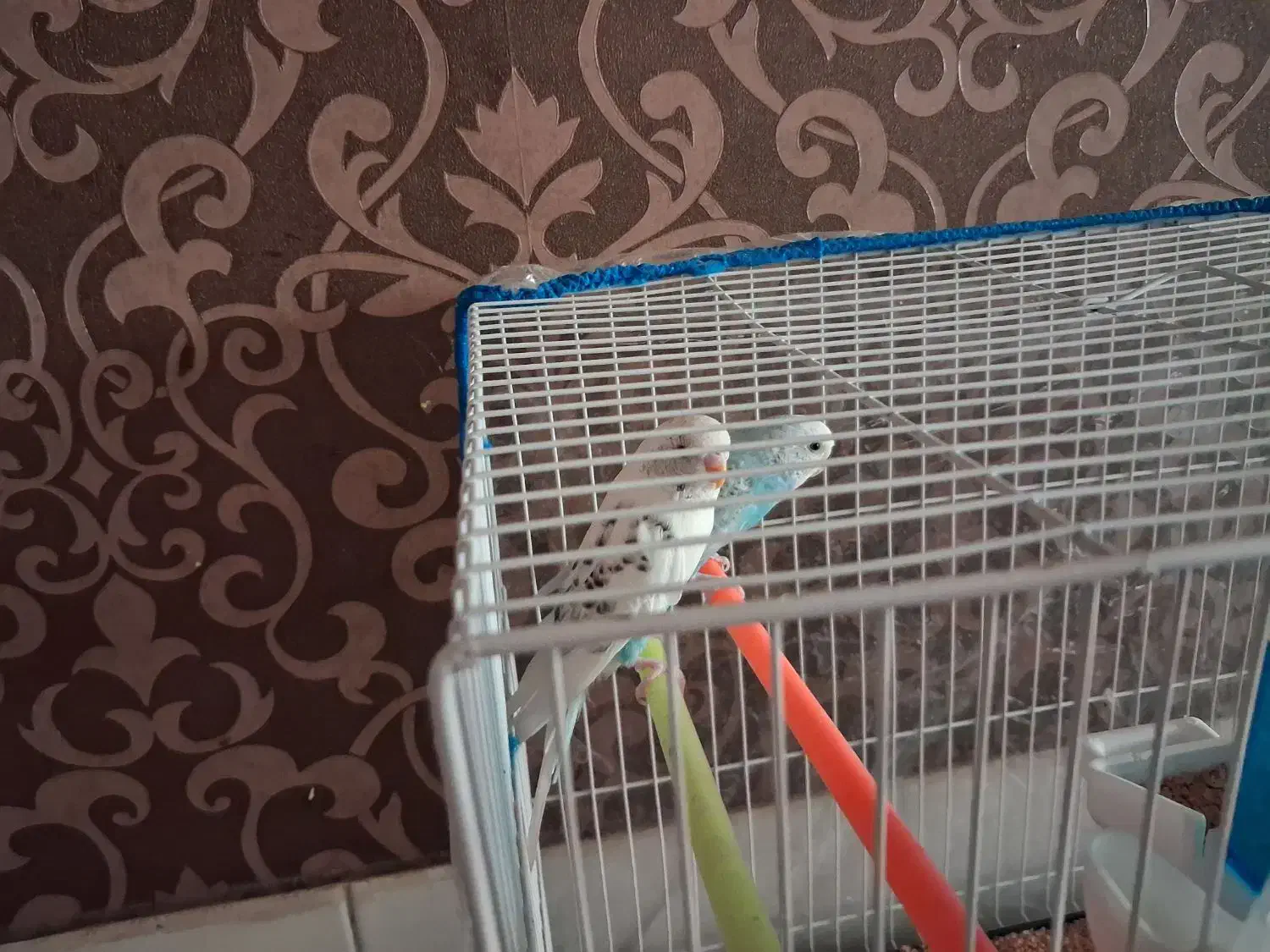 یک جفت مرغ عشق با قفس|پرنده|قزوین, |دیوار