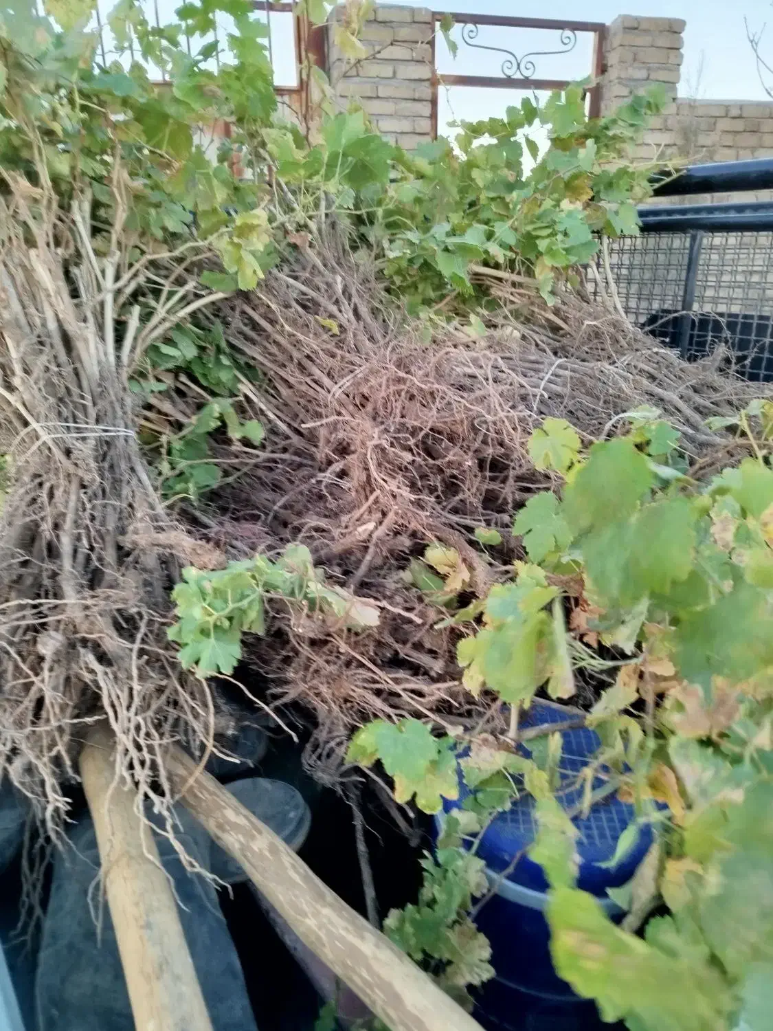 نهال انگور بادام انار انجیر|خدمات باغبانی و درختکاری|زرندیه, |دیوار