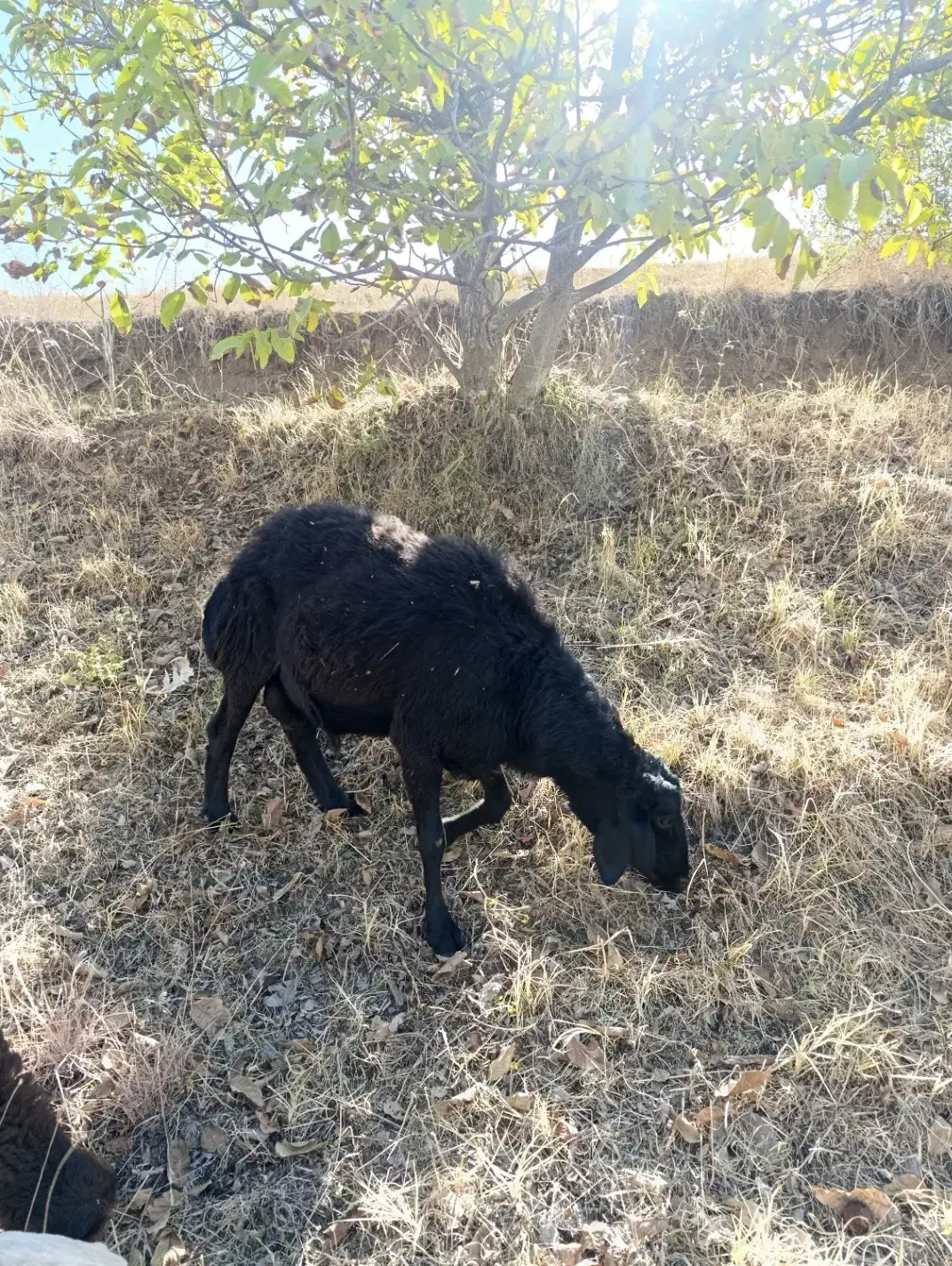 فروش یک راس قوچ قره قزل دامازلق|حیوانات مزرعه|خلخال, |دیوار