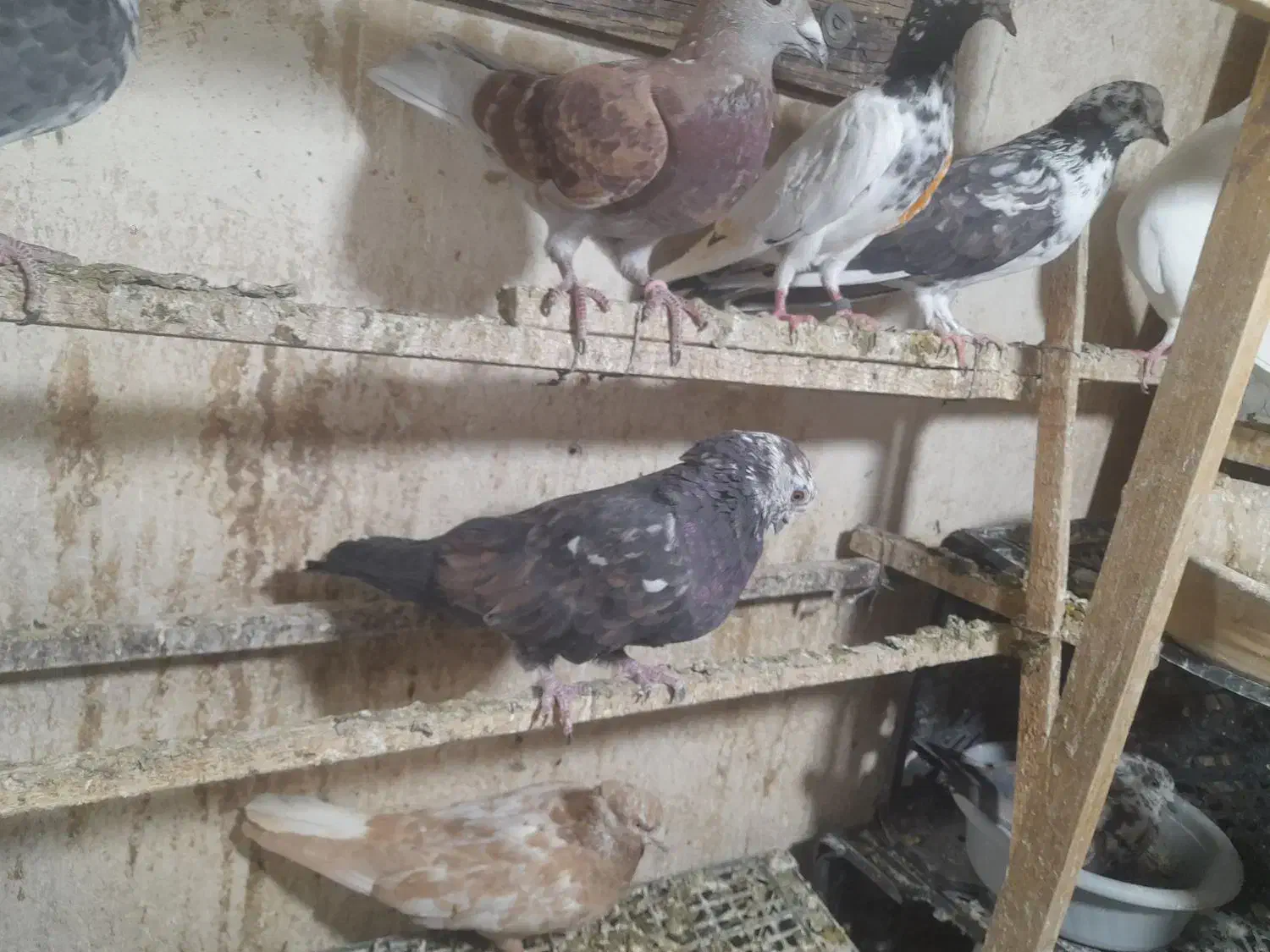 سرور نوک قنار|پرنده|تهران, خانی آباد نو شمالی|دیوار