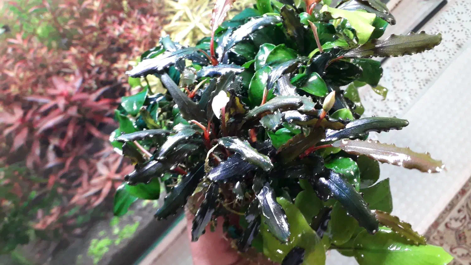 گیاه اکواریوم|ماهی|اصفهان, مهدی آباد|دیوار