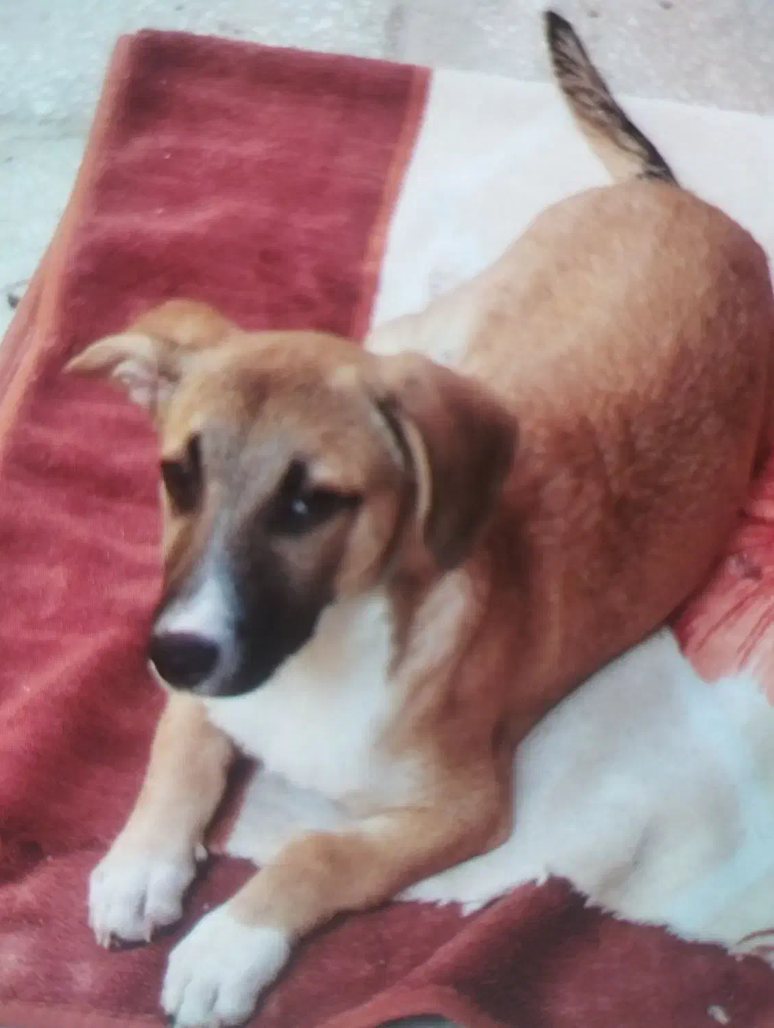 گم شدن سگ|حیوانات|کاشمر, |دیوار