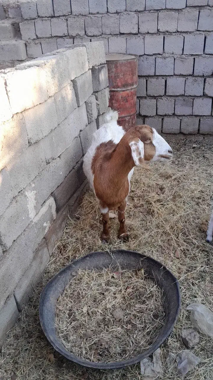 بز پاکستانی دوقلو زا|حیوانات مزرعه|راور, |دیوار