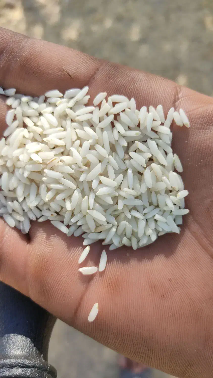 برنج محلی درود درجه یک با ضمانت|خوردنی و آشامیدنی|دورود, |دیوار