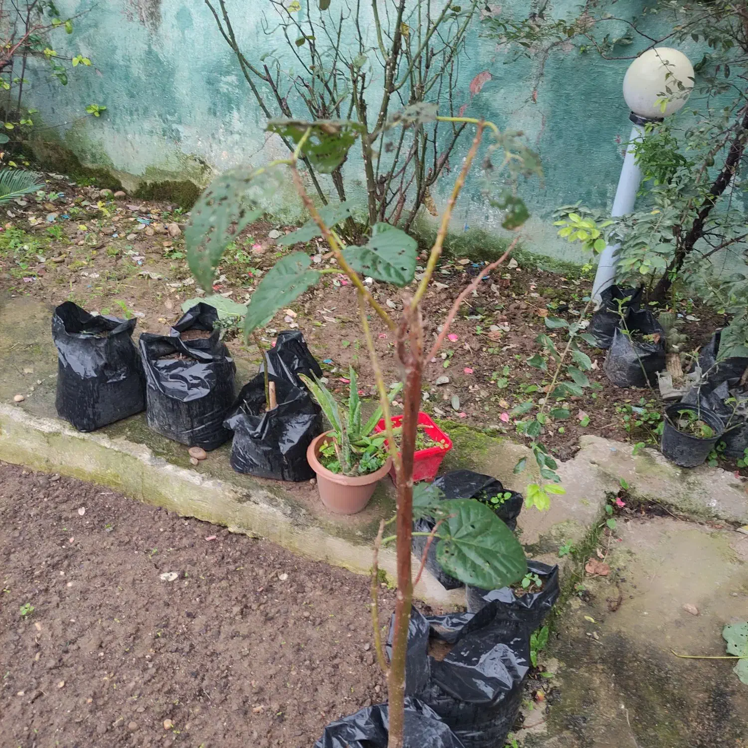 پائولونیا|گل و گیاه طبیعی|شیرگاه, |دیوار