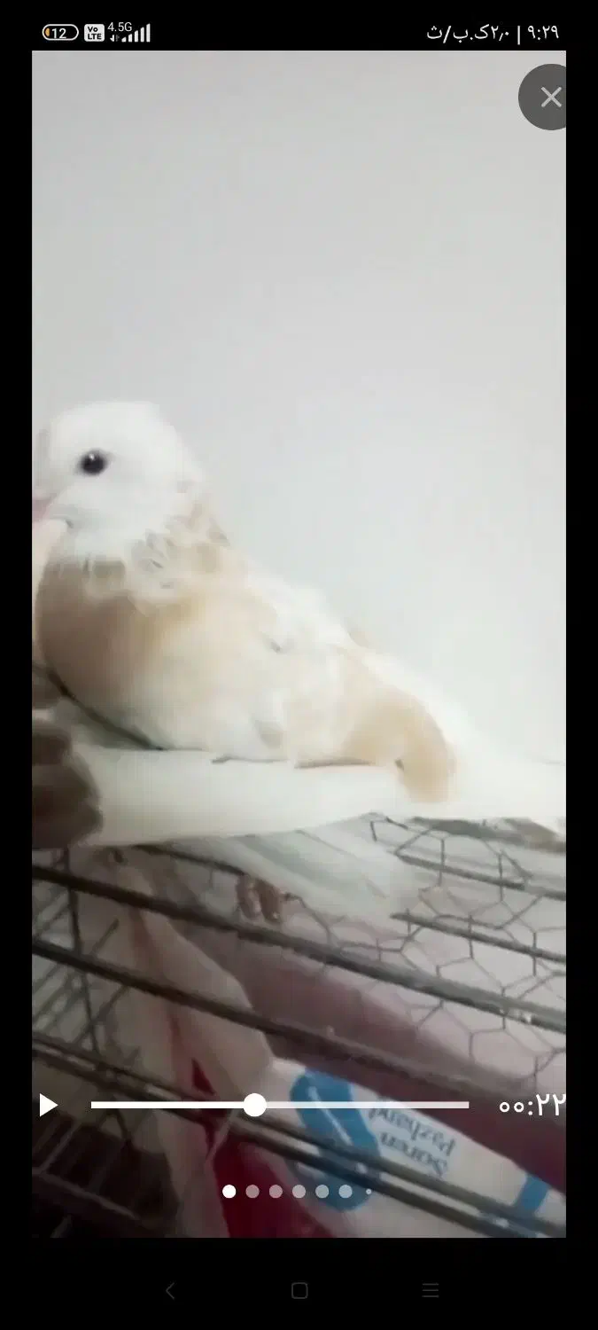 پرنده|پرنده|گنبد کاووس, |دیوار