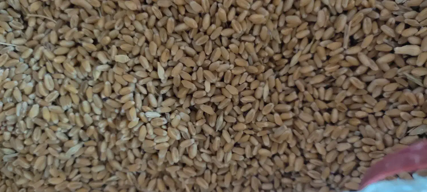 گندم مهرگان بذری|خدمات باغبانی و درختکاری|گتوند, |دیوار