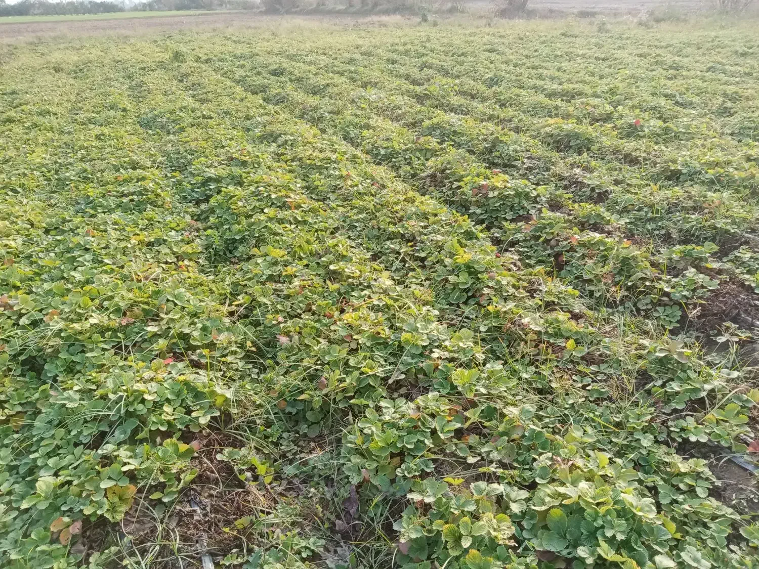 نهال توت فرنگی کاماروس|گل و گیاه طبیعی|مزرعه کتول, |دیوار