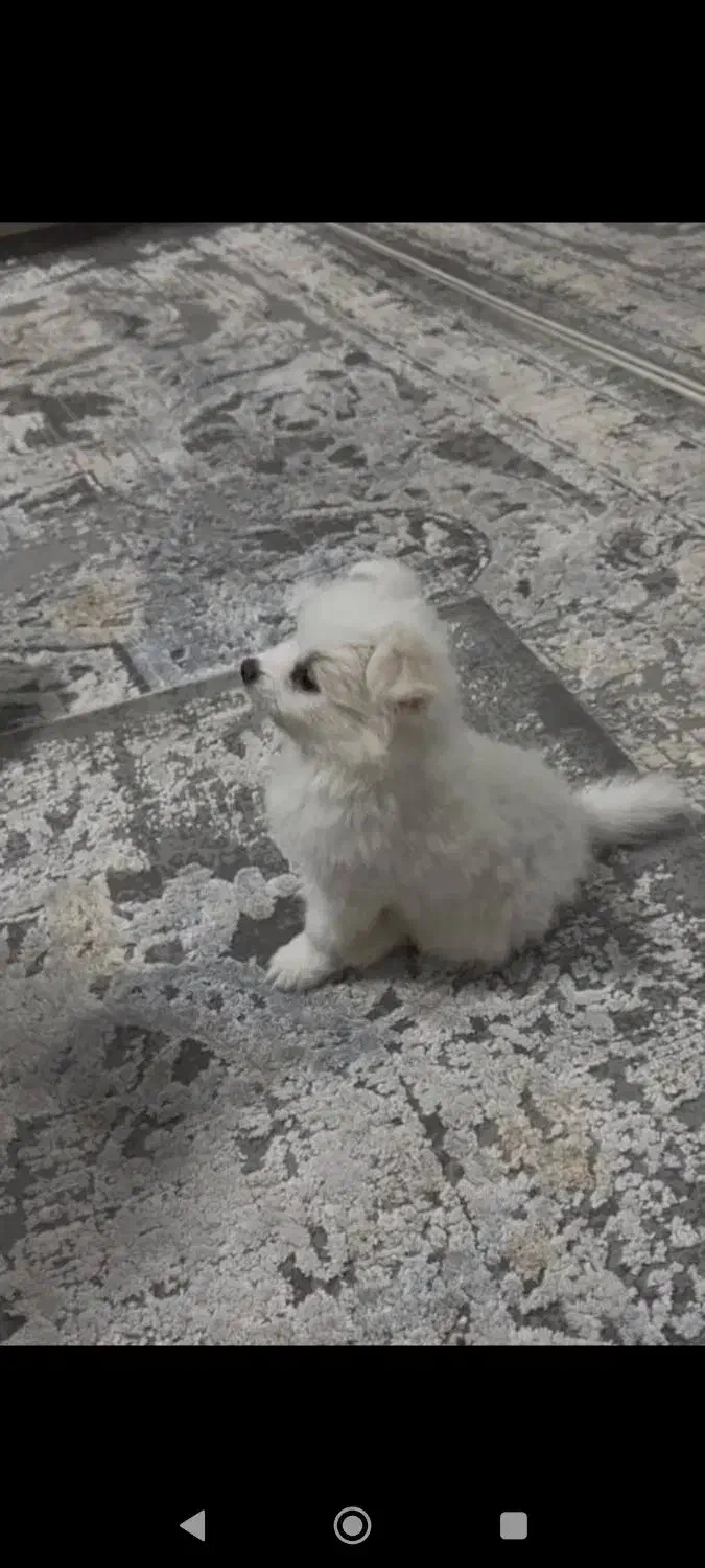 سگ پامرماده رایگان|سگ|دزفول, |دیوار