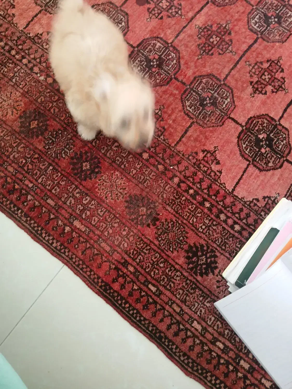 فروش سگ نر شیتزو|سگ|پردیس, فاز ۳|دیوار