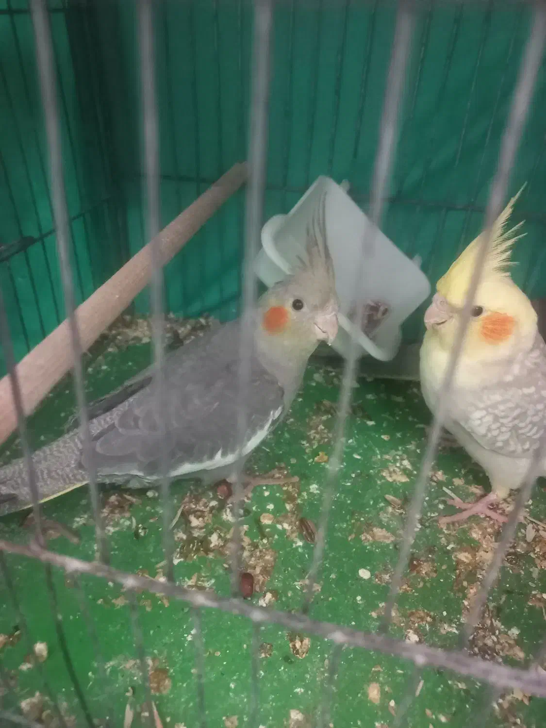 ۳ عدد عروس هلندی|پرنده|لشت نشا, |دیوار