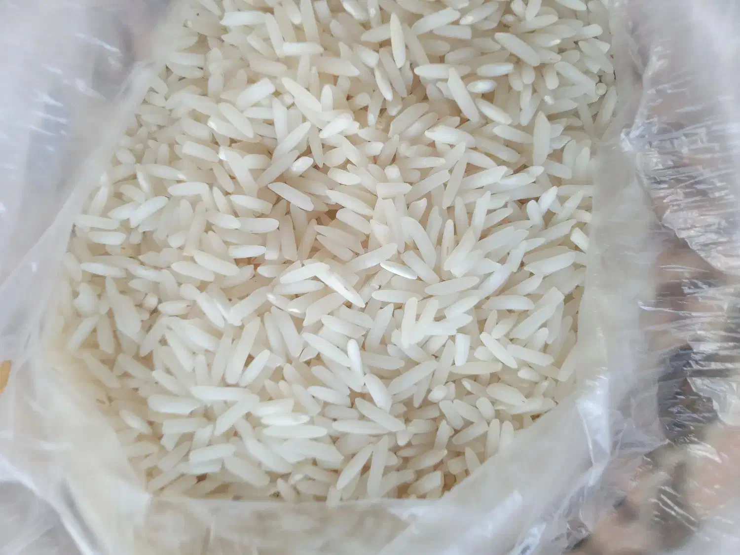برنج|خوردنی و آشامیدنی|لاهیجان, بازکیاگوراب|دیوار