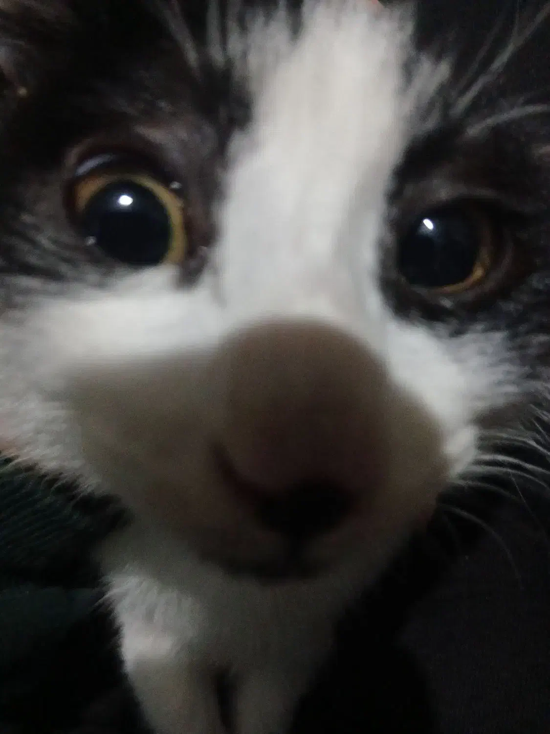 گربه|گربه|گرگان, |دیوار