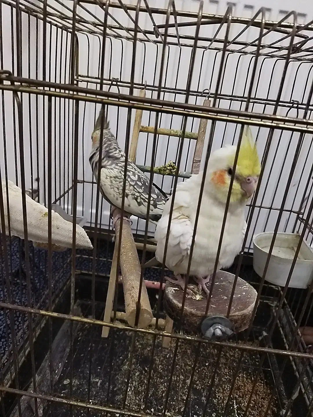 عروس هلندی دستی سخنگو جفت|پرنده|هشتگرد, شهرک گلخانه|دیوار