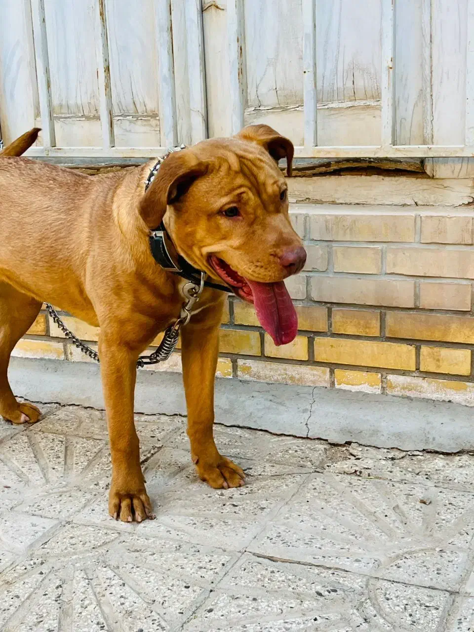 سگ پیتبول|سگ|چغادک, |دیوار