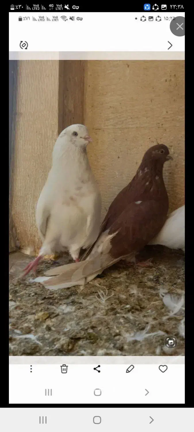 یک جفت نروماده کشیده۴۰سانتی قلدر کله پفکی نک ریز|پرنده|کرج, عظیمیه|دیوار