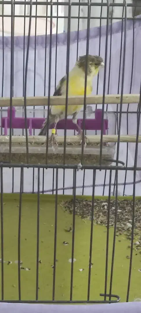 قناری نر ابلغ درشت و کشیده|پرنده|قزوین, |دیوار