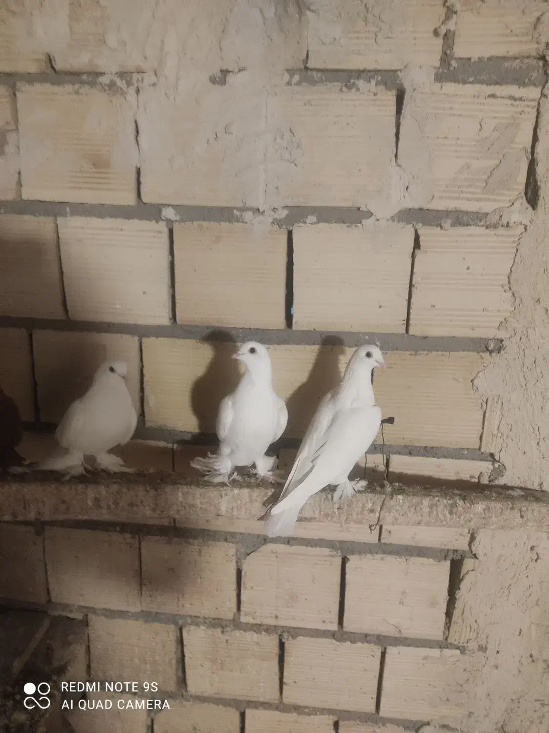 کفتر|پرنده|یامچی, |دیوار