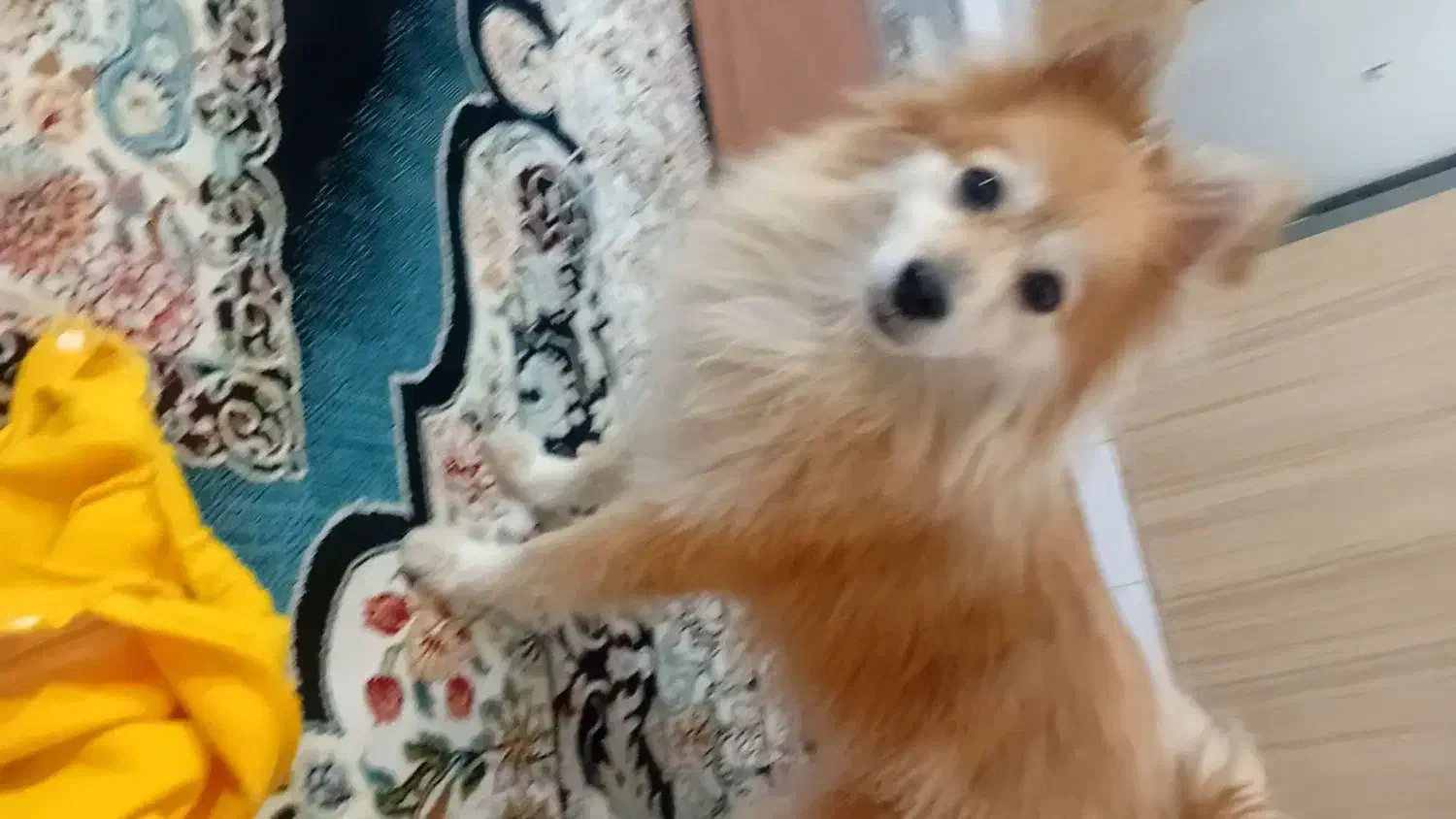 پامر معاوضه با موتور و لب تاپ تو ضیحات|سگ|پاکدشت, حصار امیر|دیوار