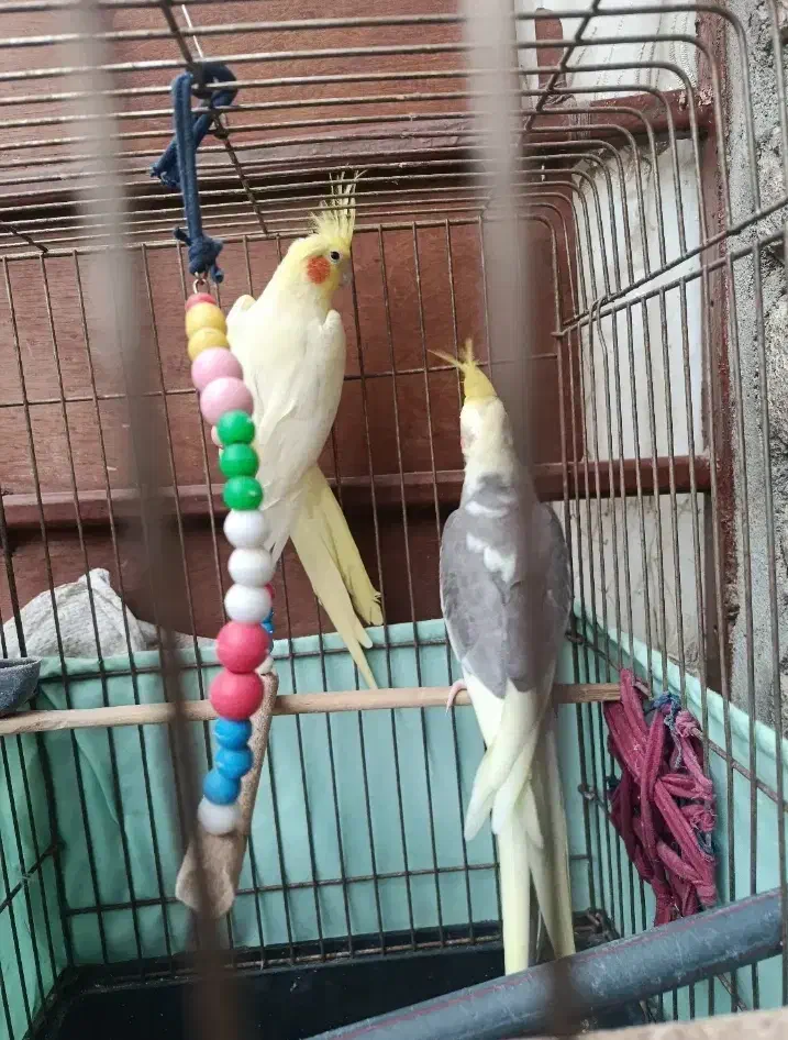 جفت عروس مولد|پرنده|اردبیل, |دیوار