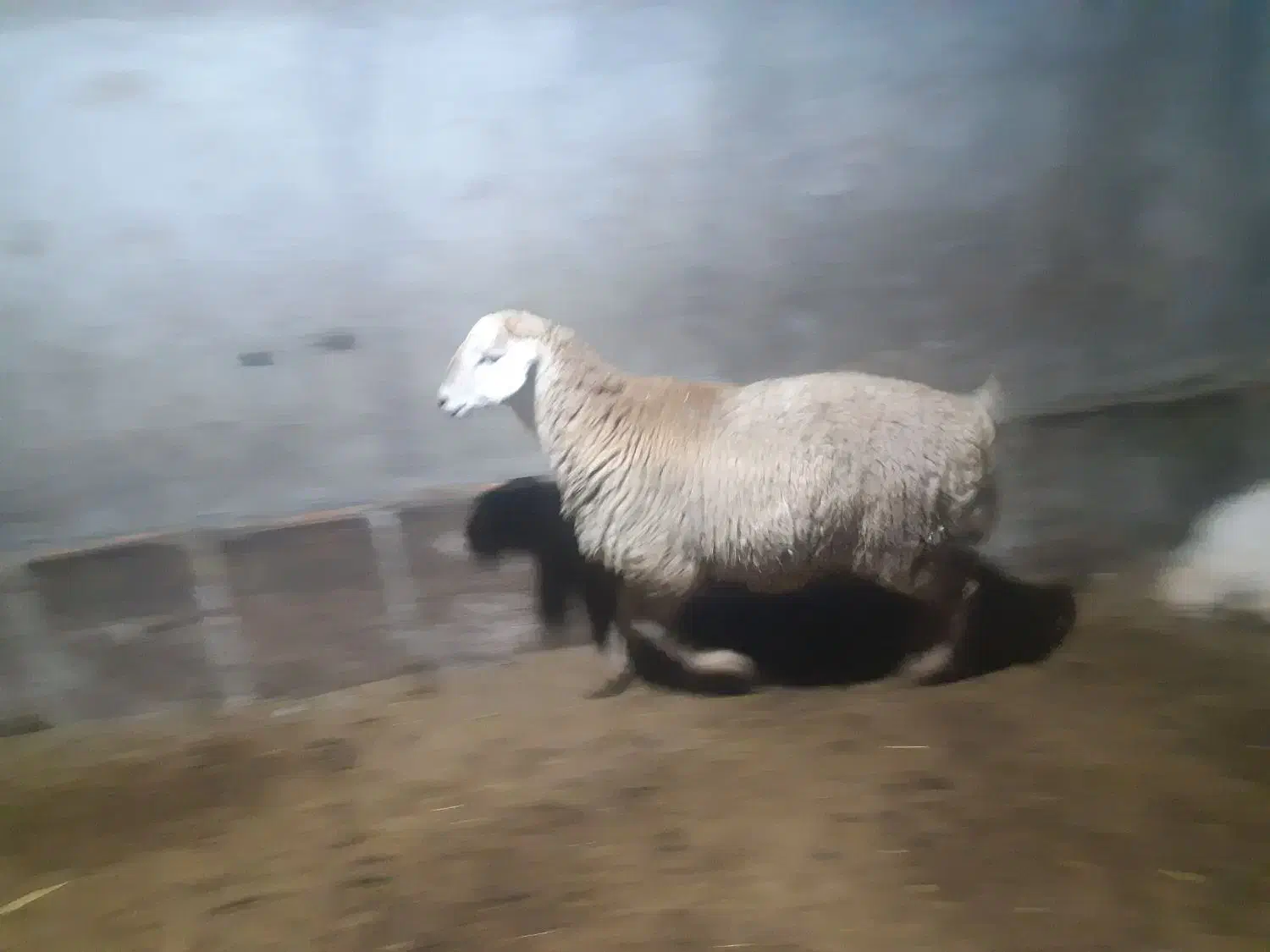 بره قوچ مغانی|حیوانات مزرعه|ارشق, |دیوار