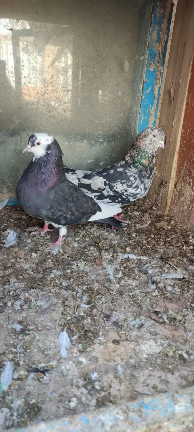 سرور پرشی|پرنده|بوکان, |دیوار