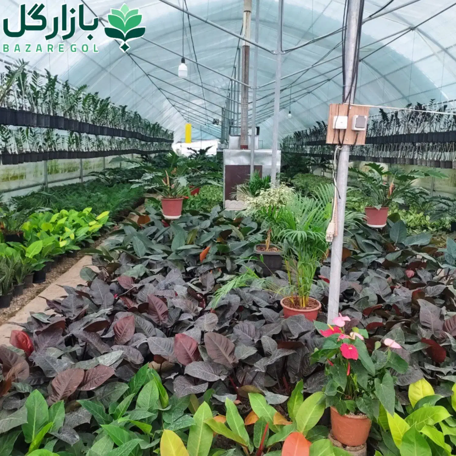 استخدام کارگر جهت گلخانه|استخدام خدمات فروشگاه و رستوران|عباس‌آباد, |دیوار