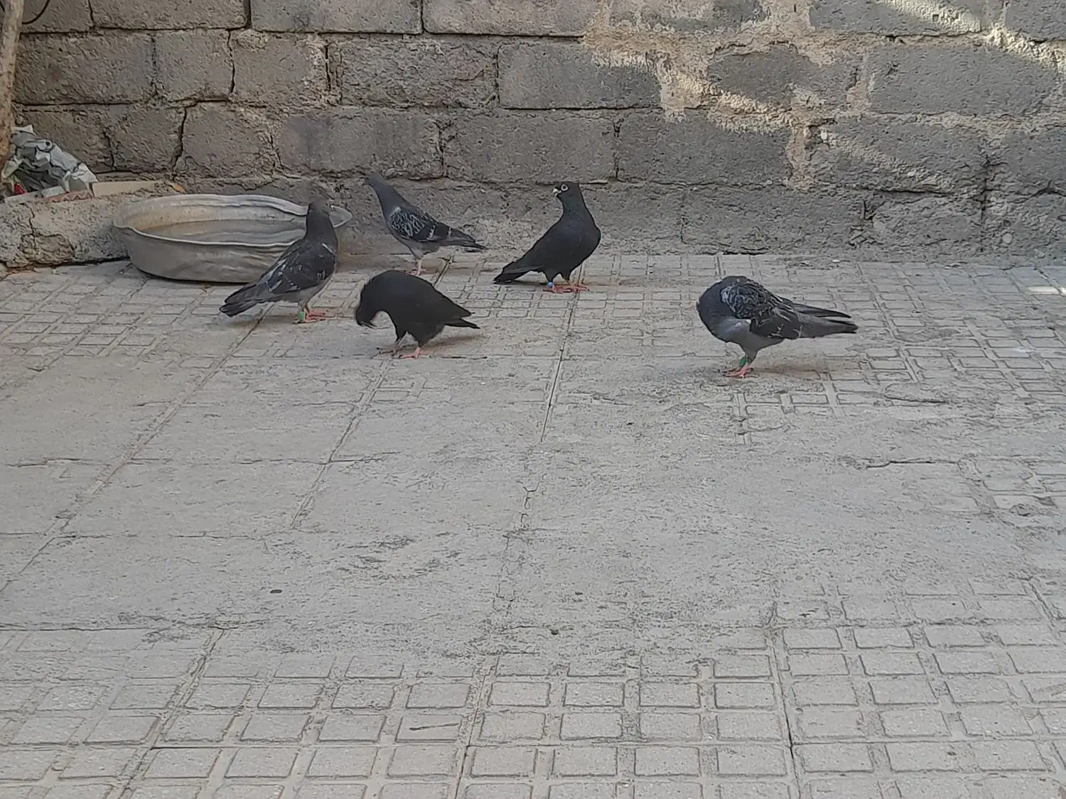 کبوتر|پرنده|صحنه, |دیوار