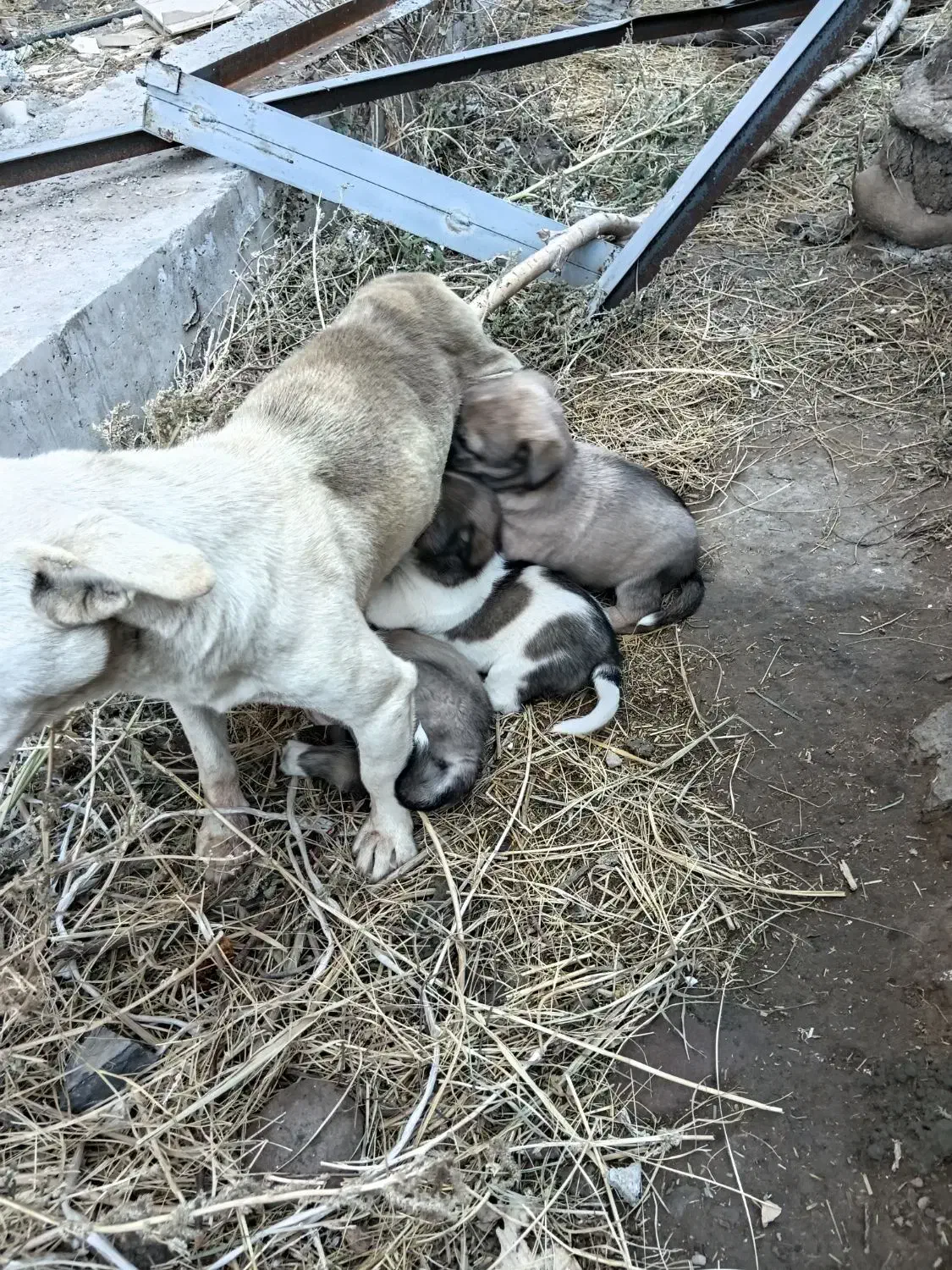 دوتا توله پاکوتاه نر وماده|سگ|نظر کهریزی, |دیوار